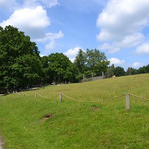 Walk-thorugh enclosure for fallow deer at Skånes djurpark