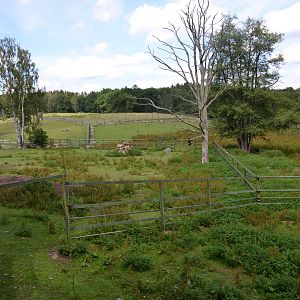 Enclosures for muskox at Skånes djurpark