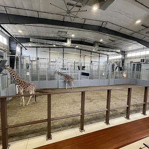 Giraffe and Friends - Barn Interior