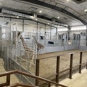Giraffe and Friends - Barn Interior