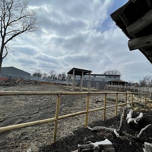 Giraffe and Friends - Outdoor Yard