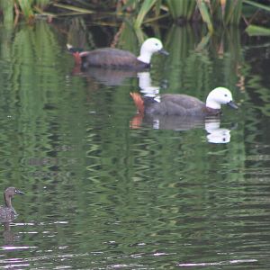 New Zealand Dabchick and Paradise Ducks