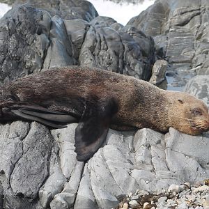 New Zealand Fur Seal