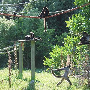 Spider Monkeys