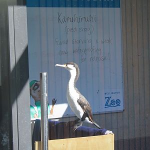 Pied Shag (Phalacrocorax varius)