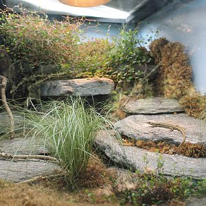 Tank for Grand Skink (Oligosoma grande)