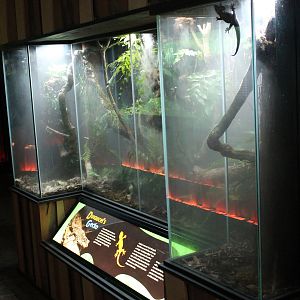 Tank for Duvaucel's Gecko (Hoplodactylus duvaucelii)