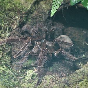 Goliath Bird-eating Spider (Theraphosa blondi)