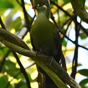 Turaco ID?