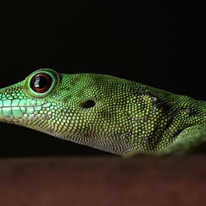 Unknown gecko - Free living in the Tropenhalle