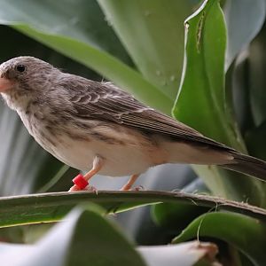 White-rumped seedeater (Crithagra leucopygia)