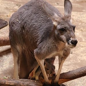 Red kangaroos (Osphranter rufus)