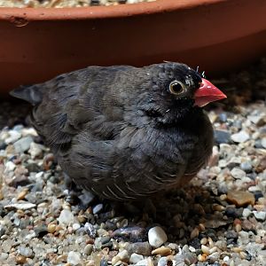 Black-faced quailfinch (Ortygospiza atricollis atricollis)