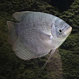 Giant gourami (Osphronemus goramy)