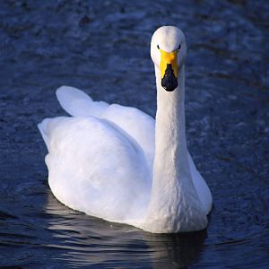 Whooper Swan