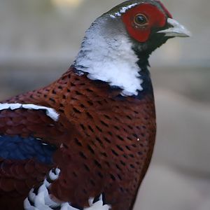 Elliot's Pheasant