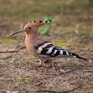 Eurasian Hoopoe