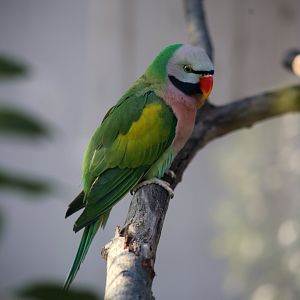 Red-breasted Parakeet