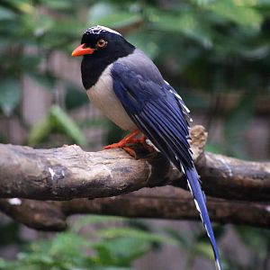 Red-billed Blue Magpie