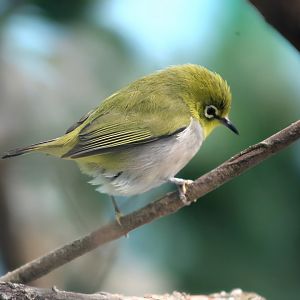 Swinhoe's White-eye (Zosterops simplex)