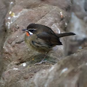 Siberian Rubythroat (Calliope calliope)