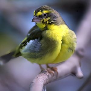Yellow-fronted Canary (Crithagra mozambica)