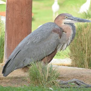 Goliath Heron