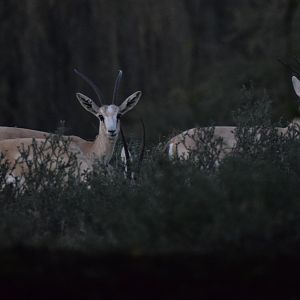 Arabian Sand Gazelles