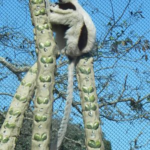 Coquerel's Sifaka 09/10/2016
