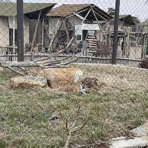 Camp Cowabunga - Patas Monkey Exhibit