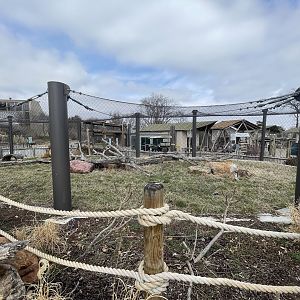 Camp Cowabunga - Patas Monkey Exhibit