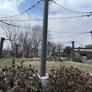 Camp Cowabunga - Patas Monkey Exhibit
