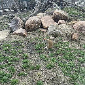 Camp Cowabunga - Patas Monkey Exhibit
