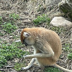 Camp Cowabunga - Patas Monkey
