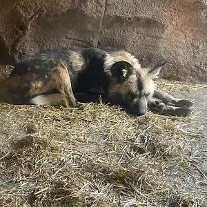 Camp Cowabunga - Painted Dog