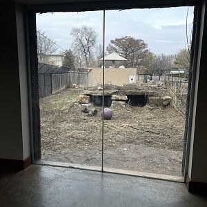 Camp Cowabunga - Painted Dog Viewing