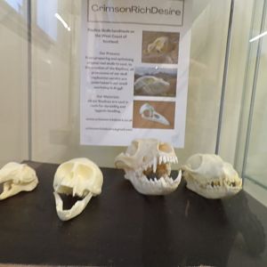 Carnivore skulls in Education room
