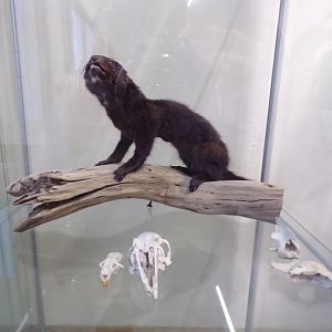 Carnivore skulls and Taxidermy (ID?) in education room