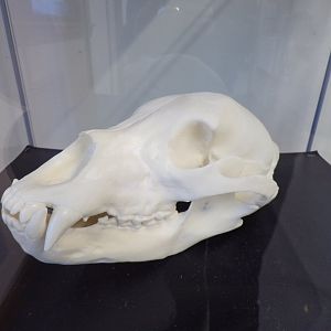 Canid skull (ID?) in education room
