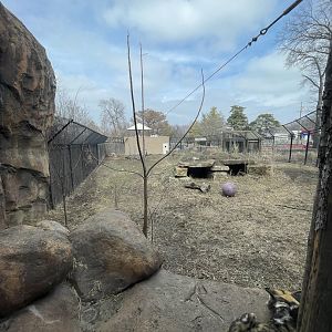 Camp Cowabunga - Painted Dog Viewing