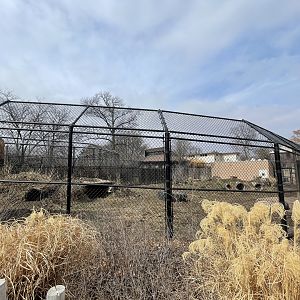 Camp Cowabunga - Painted Dog Outdoor Viewing