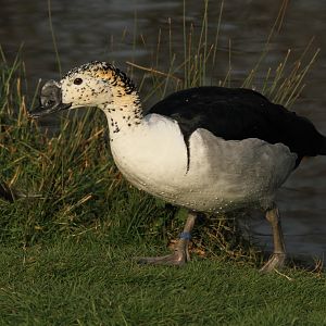 African Comb Duck