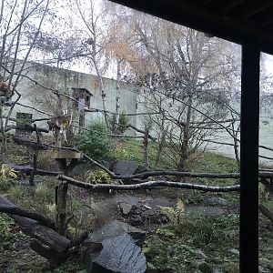 Red panda temporary enclosure (2)