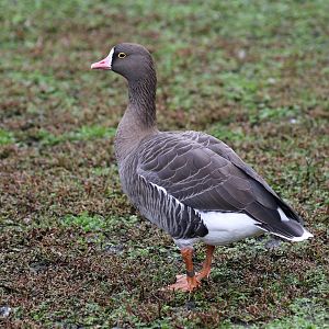 Lesser White-fronted Goose