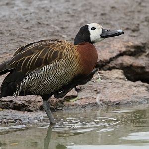 White-faced Whistling Duck