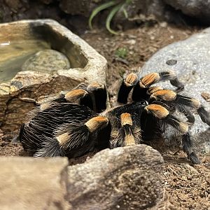 Bug Zoo - Smith’s Redknee Tarantula