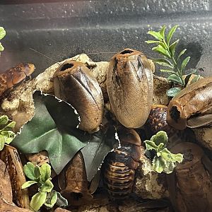 Bug Zoo - Peppered Cockroach