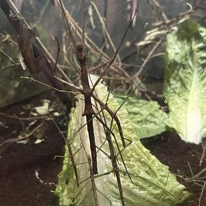 Bug Zoo - Vietnamese Walking Stick