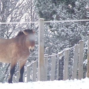 Prezwalski’s horse in the snow