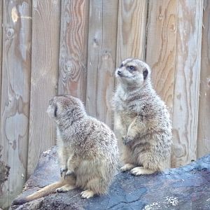 Meerkats
